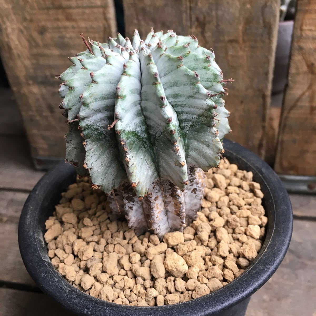 euphorbia horrida ユーフォルビア ホリダ 白衣ホリダ