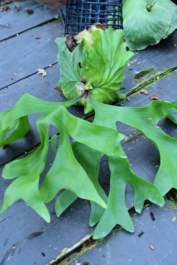 P.Mt.kitshakood　 @bikamori.com ビカクシダ