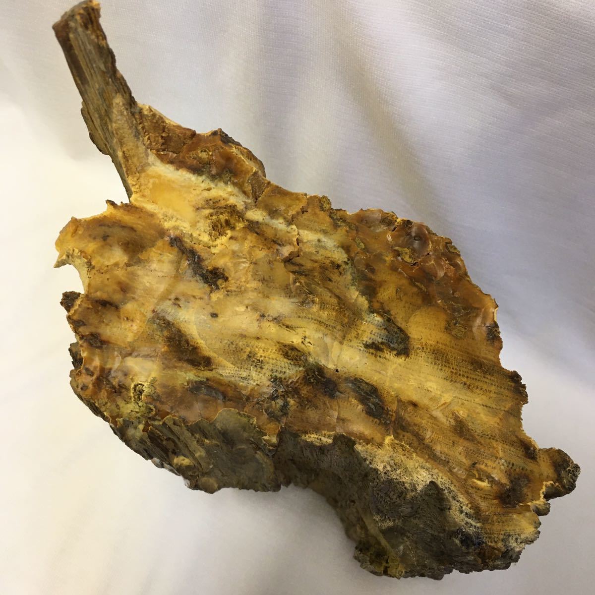 宝石化した樹木、見事な円（ラウンド）型！三畳紀（約2億4800万年