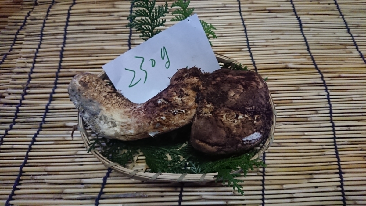 10⁄11朝採れ南信州産松茸300g ヤマダウェブコム 公式通販 南信州産松茸 