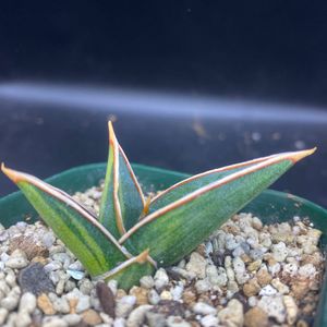 B*S様 S3002 ☆オークション販売☆ サンスベリア ピングイキュラ 斑入り