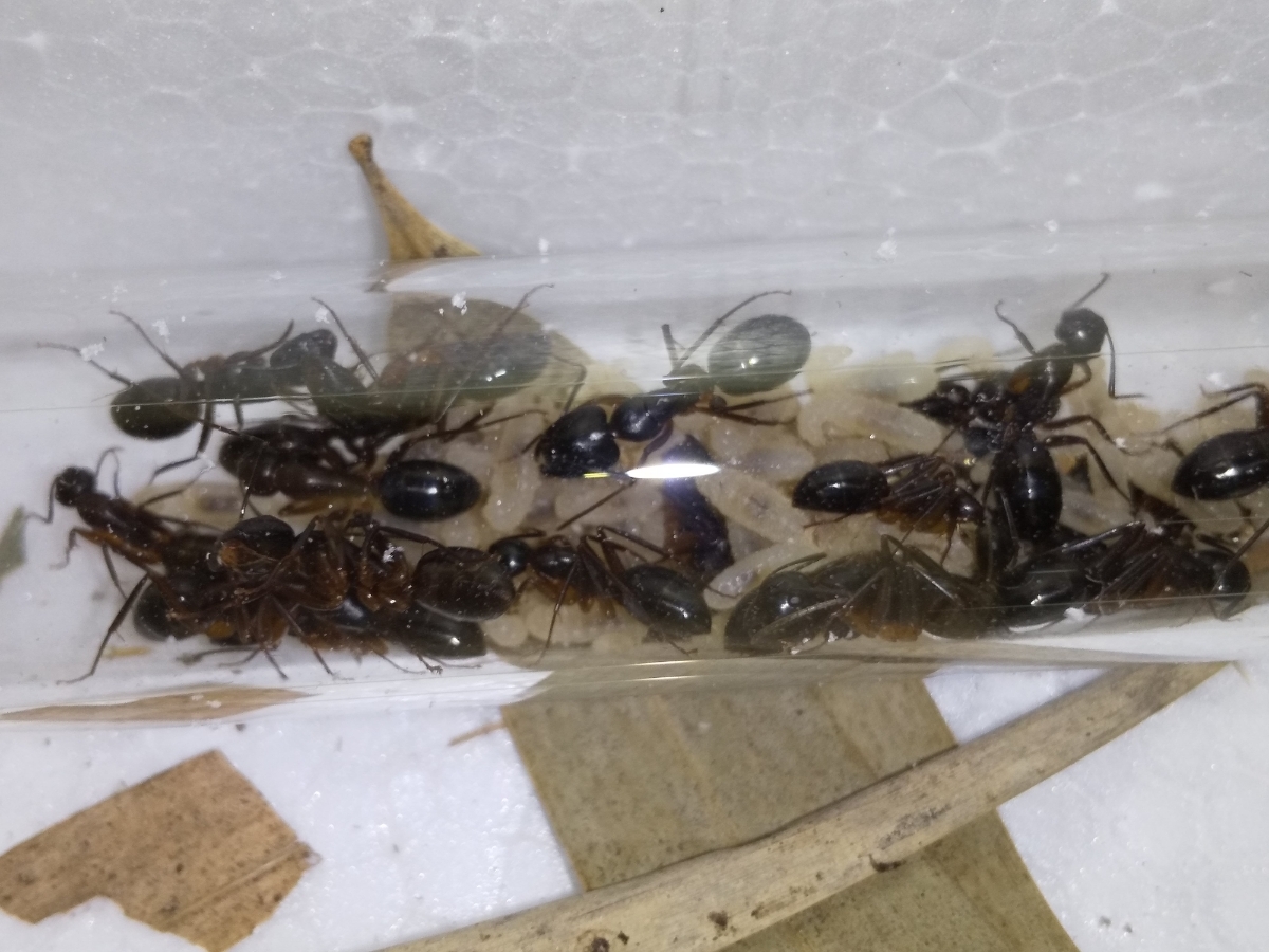 ミカドオオアリのサテライトコロニー ※女王アリはいません_1