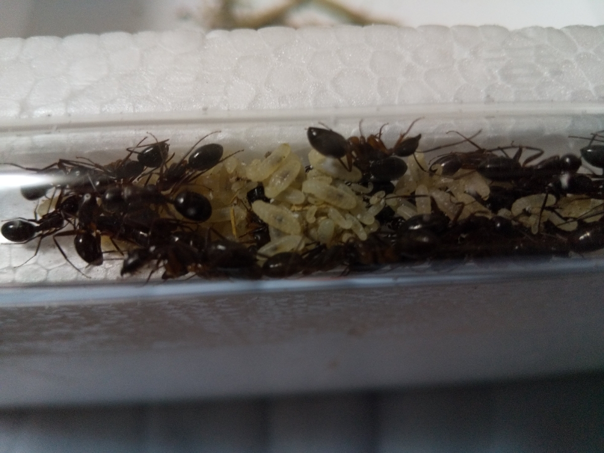 ミカドオオアリのサテライトコロニー ※女王アリはいません_3