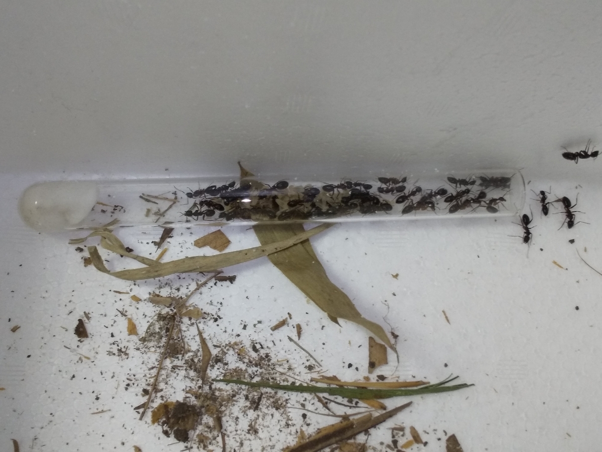 ミカドオオアリのサテライトコロニー ※女王アリはいません_4