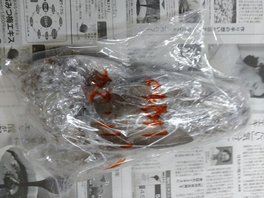 ★☆[⑮Ｂ]☆特大☆送料安い★希少★瀬戸内海家島産 アオリイカ（冷凍）/あおりいか 約３．２㎏ ４杯 一本釣 刺身等☆★