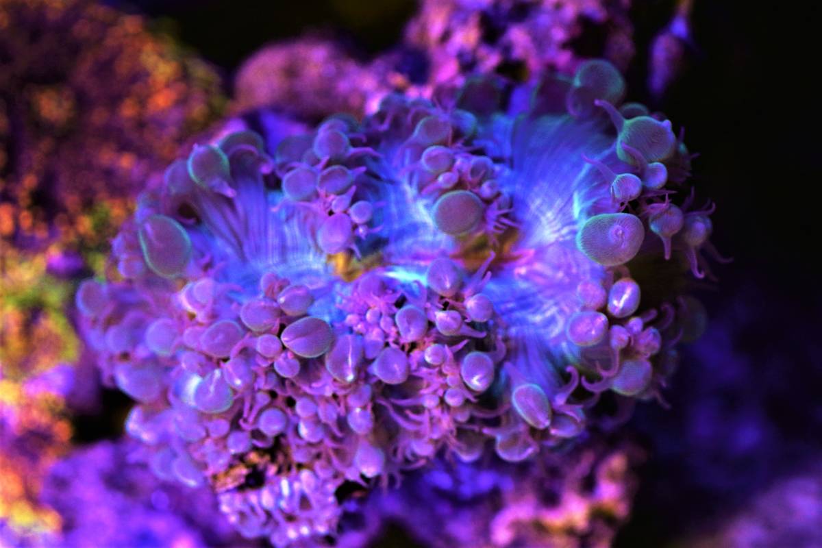 オージー産bcfブリード個体 現物個体 激美極上 バブルコーラル サイズ約10cm 状態抜群 オーストラリア産 オージー産 サンゴ 海水魚 売買されたオークション情報 Yahooの商品情報をアーカイブ公開 オークファン Aucfan Com