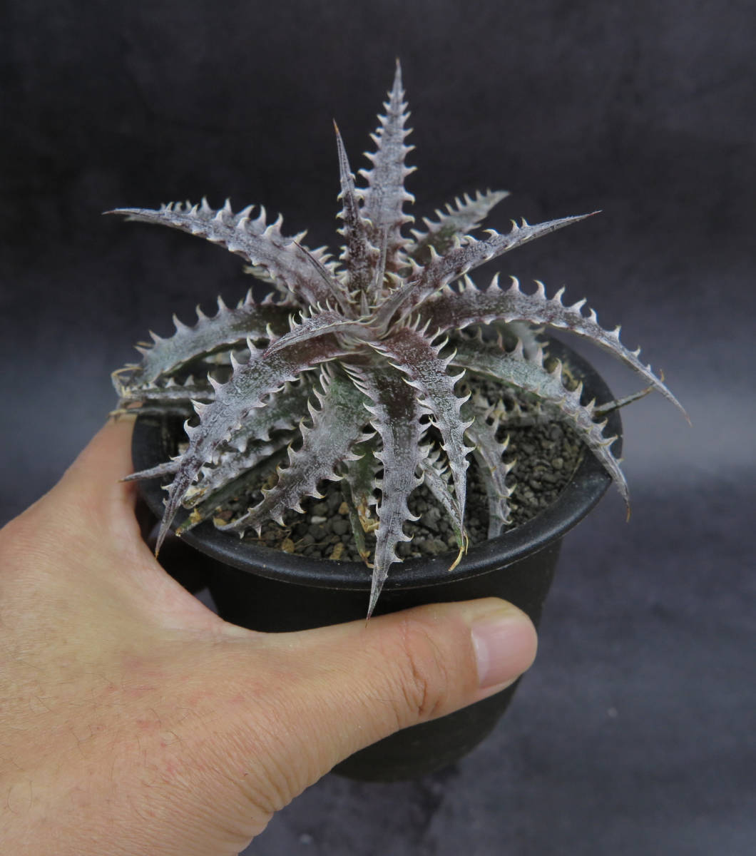 Dyckia 'Smile' (Dwarf type hybrid) ディッキア Dyckia Hybrid 2512 - 43