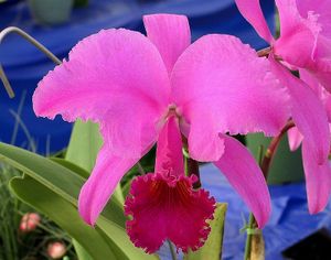 洋蘭 原種 カトレア C. lueddemanniana rubra ◇◇ 洋蘭 原種 カトレア trianae rubra 'Red Sensation' BM/JOGA (OG