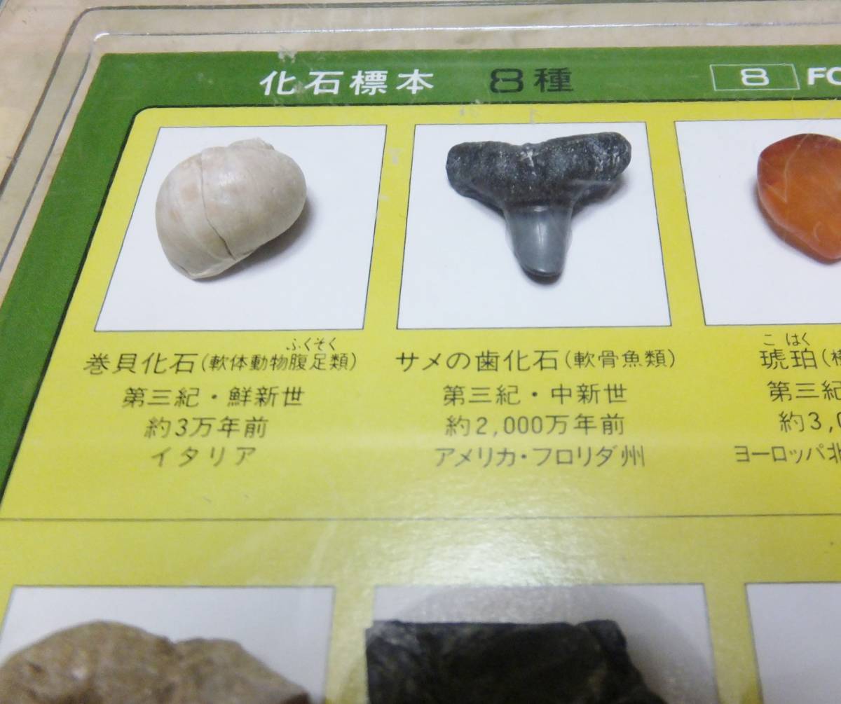 ハイクオリティ 化石標本8種 プラスチックケース入 サメの歯 琥珀 アンモナイト 三葉虫 恐竜の骨等 Www Thewalldogs Com