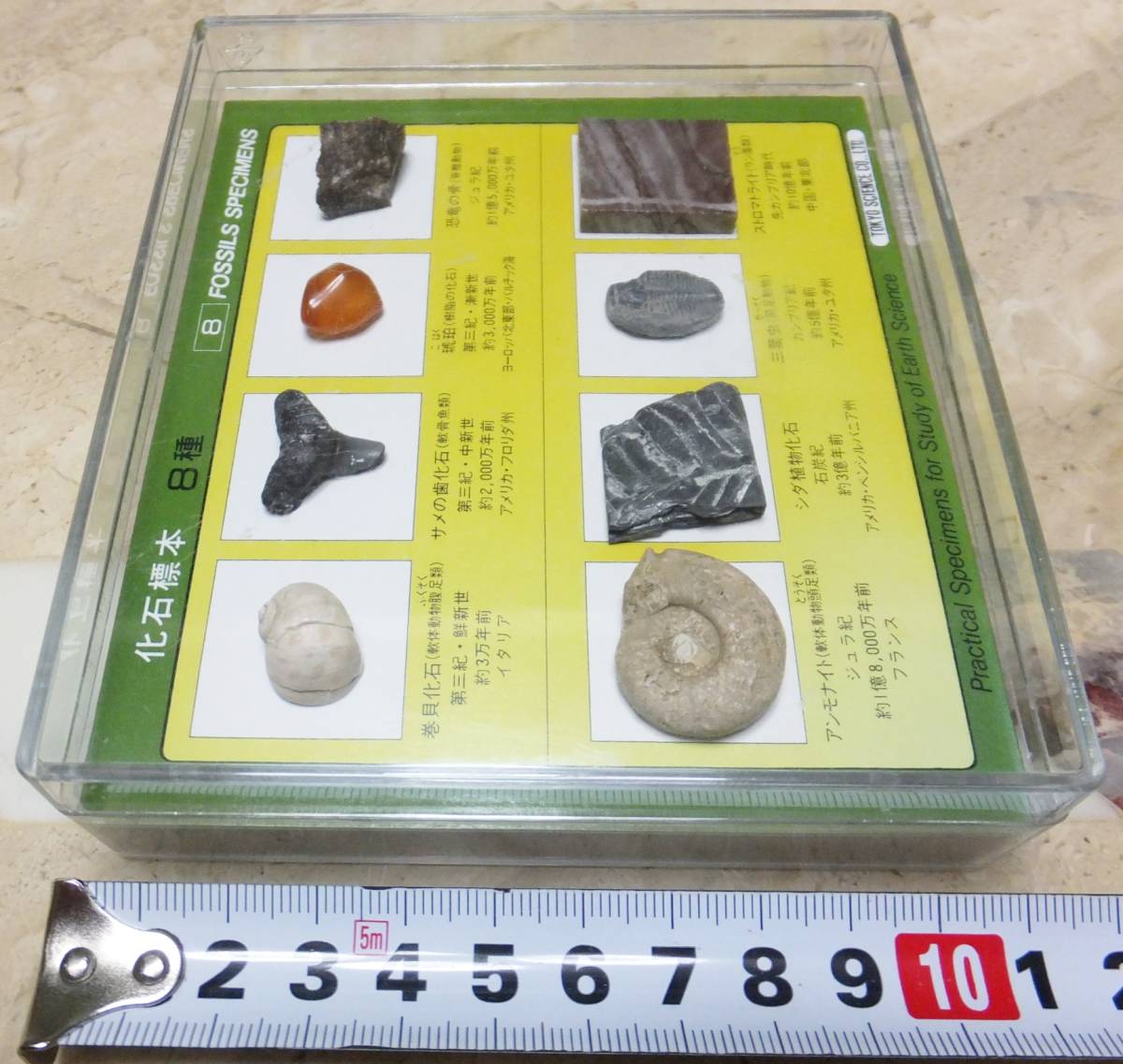 ハイクオリティ 化石標本8種 プラスチックケース入 サメの歯 琥珀 アンモナイト 三葉虫 恐竜の骨等 Www Thewalldogs Com
