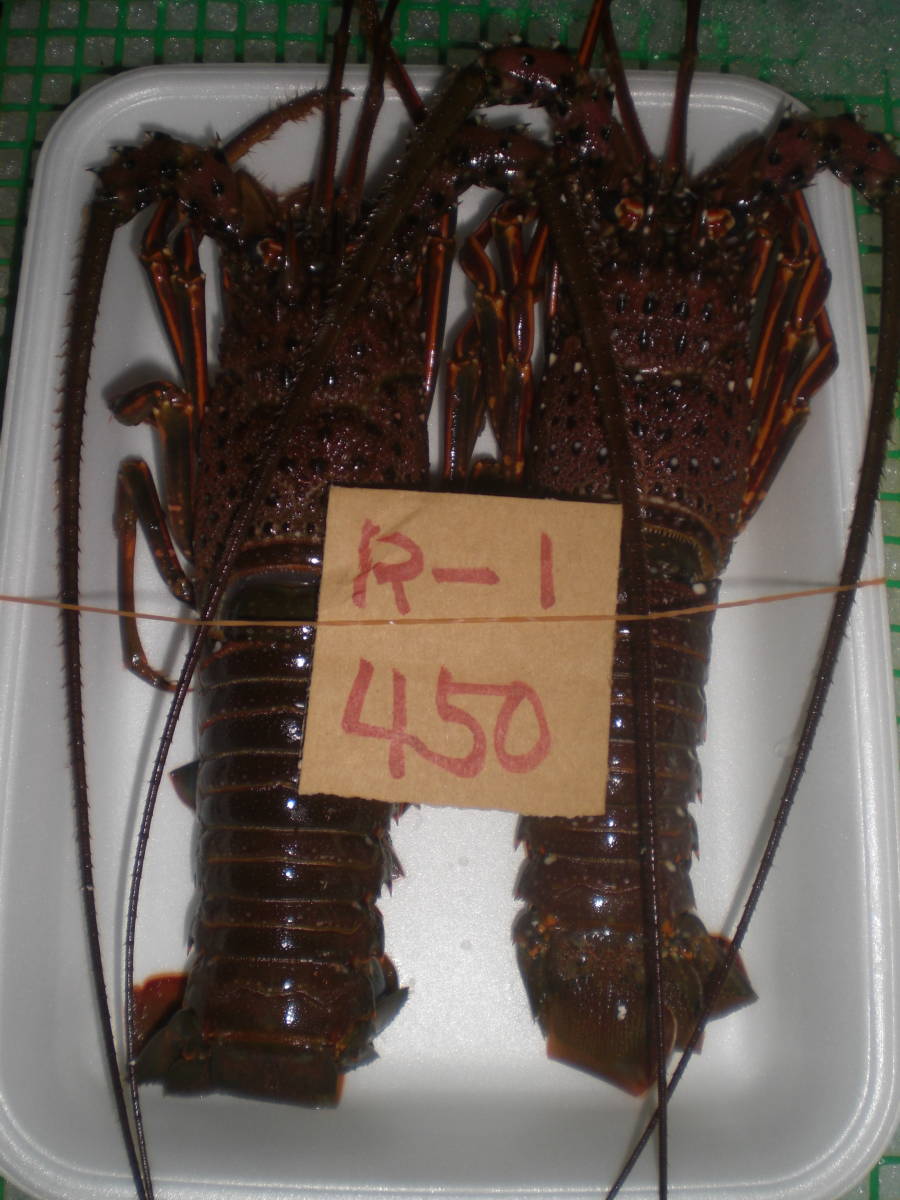 【得価，送料無料】 和歌山産 伊勢海老 2匹 450g 冷凍 刺身OK 訳有 R-1(伊勢エビ)｜売買されたオークション情報、yahooの商品情報をアーカイブ公開 - オークファン 伊勢エビ