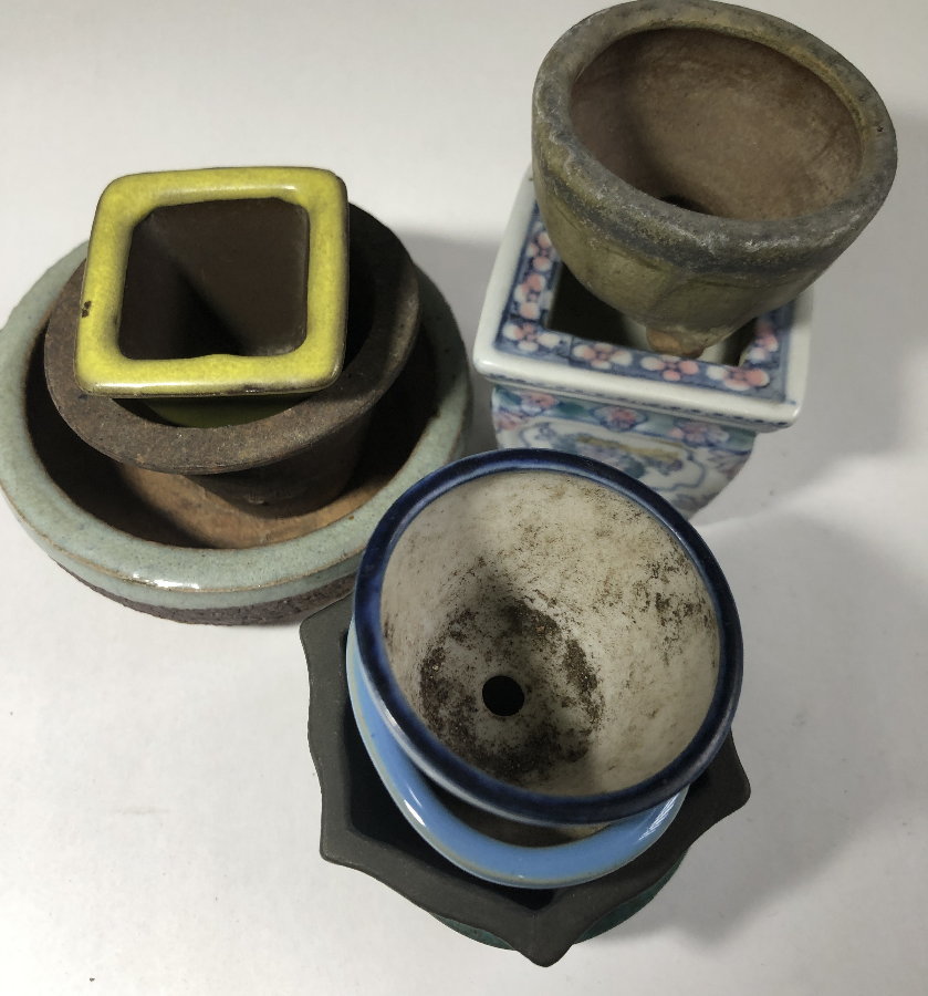 ミニ盆栽 盆栽鉢 人気絵付作家地蔵丸鉢豆盆栽 小品盆栽 春嘉