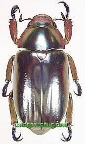 標本0882 コスタリカ産 クリサルギレアプラチナコガネ ♀(虫類)｜売買