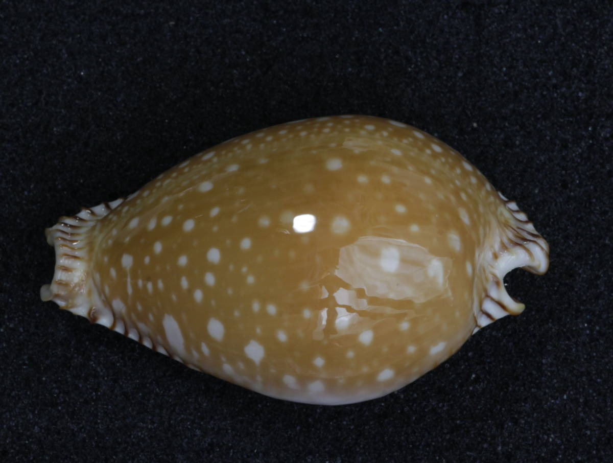 コレクション整理！タカラガイ標本 クロユリダカラ guttata 大型特美貝