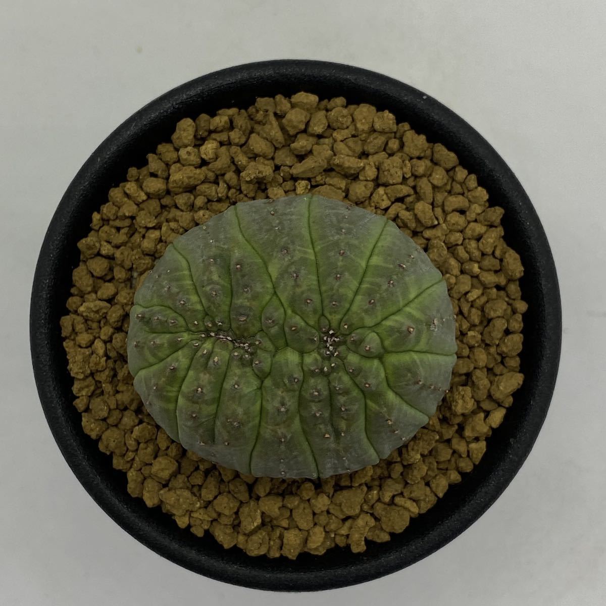 【定番人気，限定セール】 Euphorbia obesa cristata ユーフォルビア オベサ 綴化(サボテン)｜売買されたオークション情報、yahooの商品情報をアーカイブ公開 - オークファン サボテン