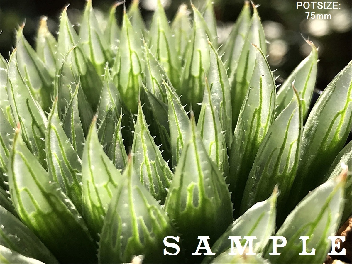 Pachypodium lealii パキポディウム レアリー 種子 10粒 【公式通販】
