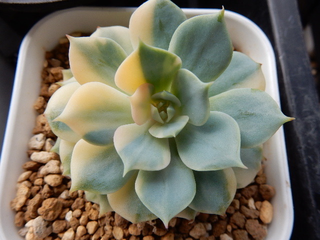 定番，お得 ＾＾ 多肉植物 ローラ錦 最強斑 エケベリア ＾＾(サボテン)｜売買されたオークション情報、yahooの商品情報をアーカイブ公開 - オークファン サボテン