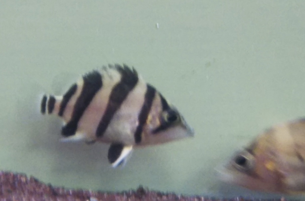 極上！スーパーダトニオリアルバンドNo.2_1