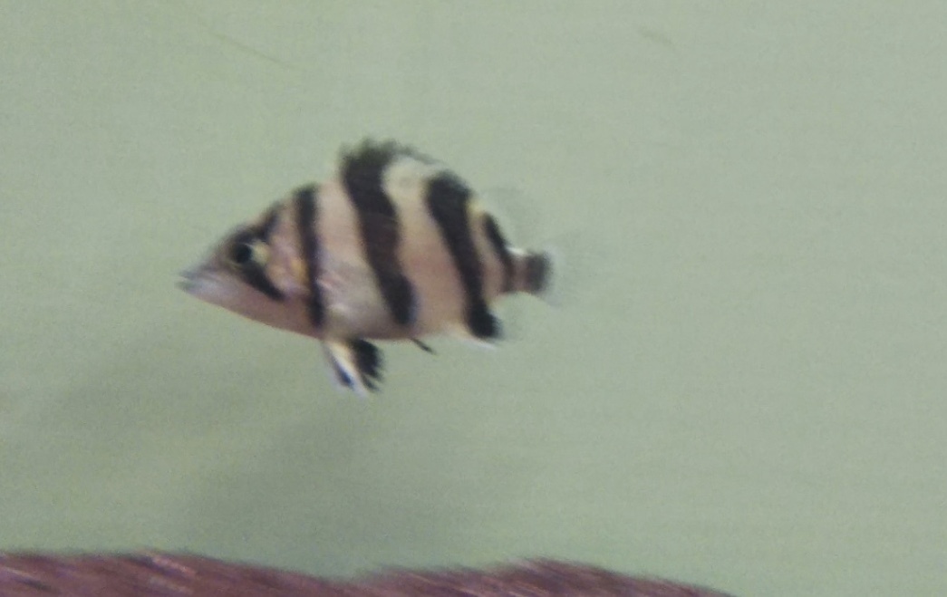 極上！スーパーダトニオリアルバンドNo.2_2