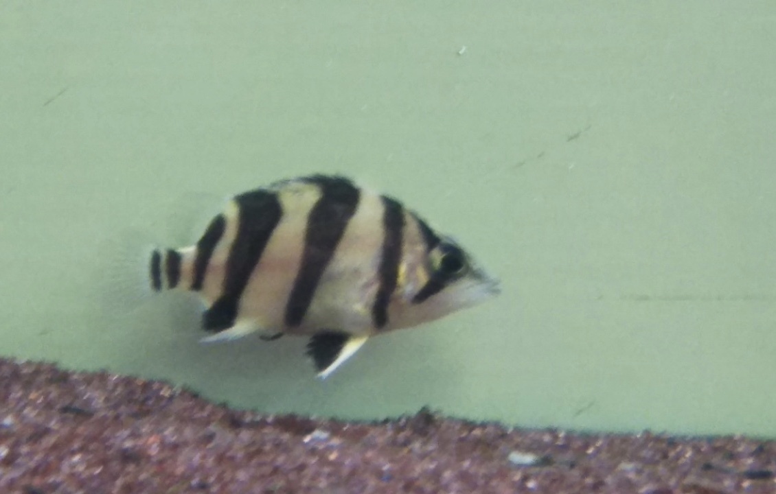 極上！スーパーダトニオリアルバンドNo.2_3