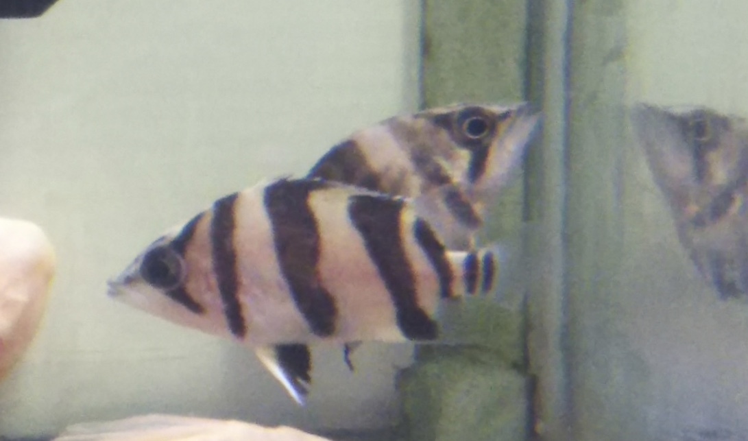 極上！スーパーダトニオリアルバンドNo.2_4