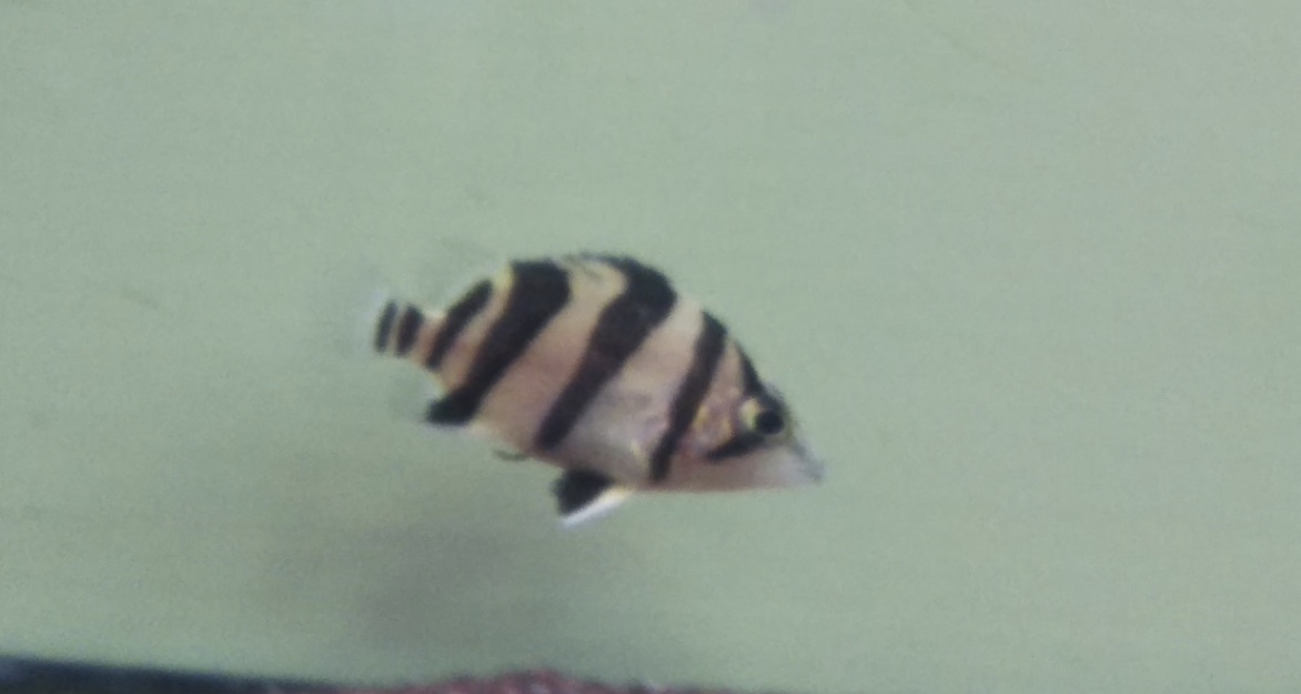 極上！スーパーダトニオリアルバンドNo.2_5