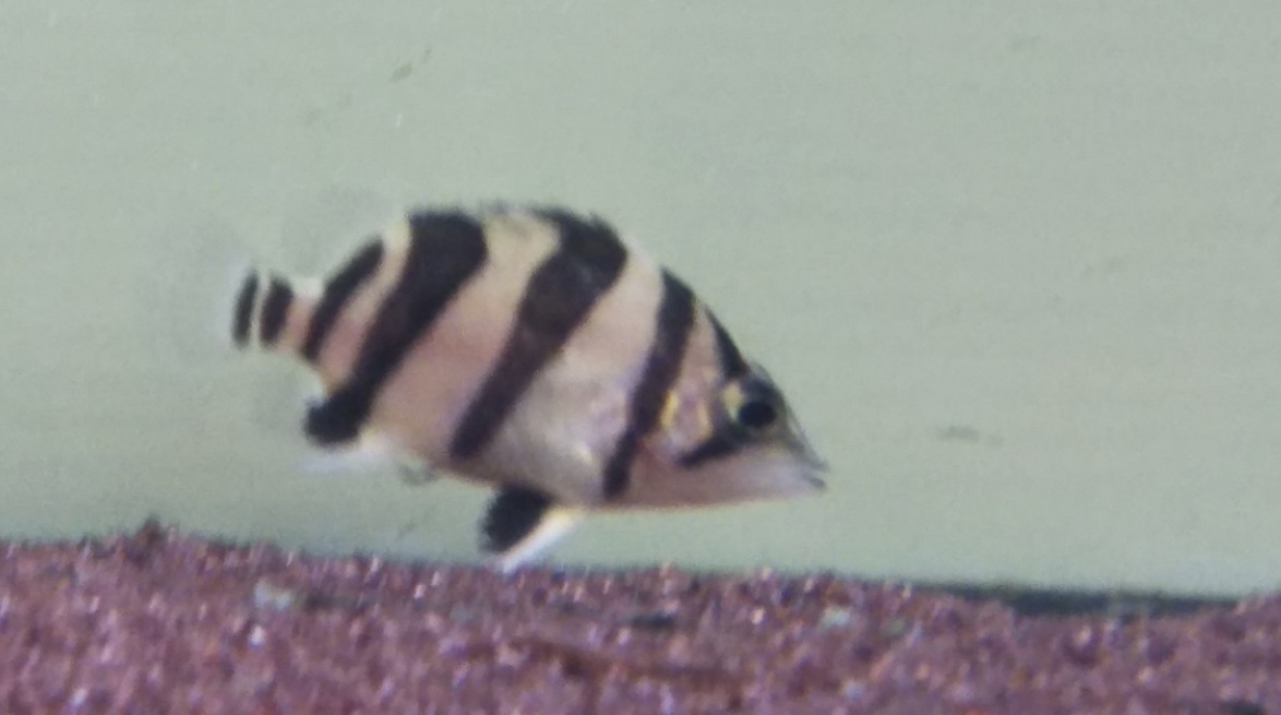 極上！スーパーダトニオリアルバンドNo.2_6