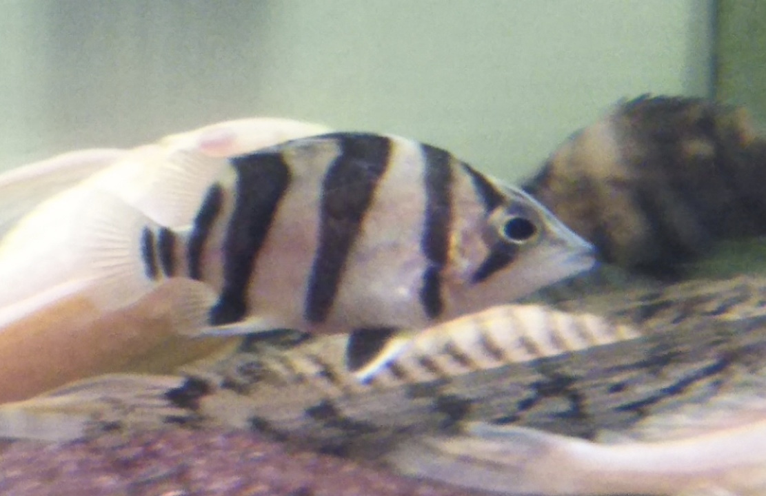 極上！スーパーダトニオリアルバンドNo.2_7