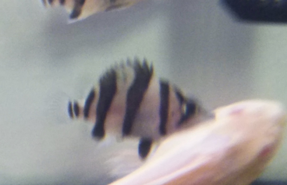 極上！スーパーダトニオリアルバンドNo.2_9