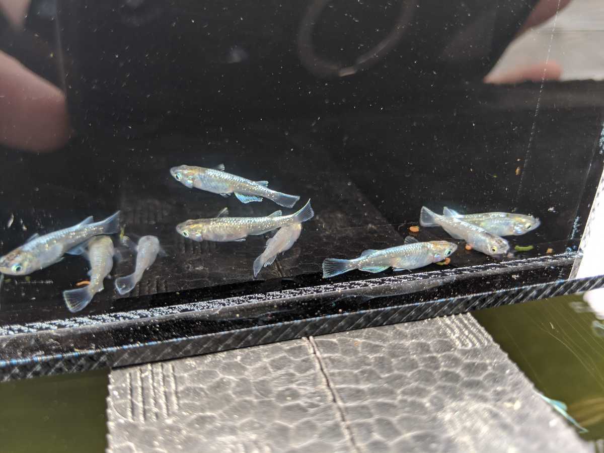  ④ 嵐ちゃんメダカ 現物出品 鱗光 若魚8匹 オス3 メス5 ラメ 一周光 ブロンズ めだか(めだか)｜売買されたオークション情報、yahooの商品情報をアーカイブ公開 - オークファン めだか