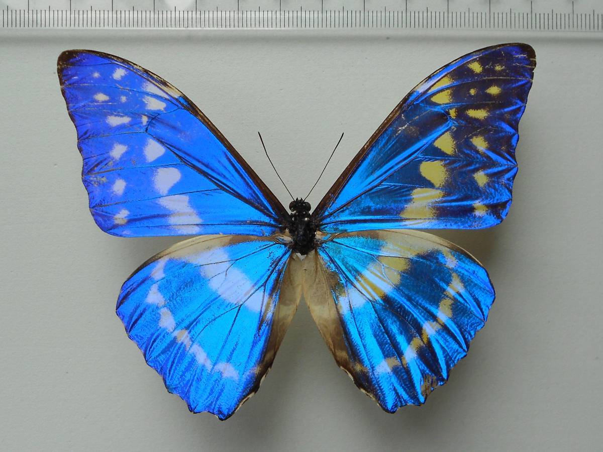 キプリスモルフォ！　コロンビア産 海外の蝶標本 キプリスモルフォ① オス Morpho cypris コロンビア産