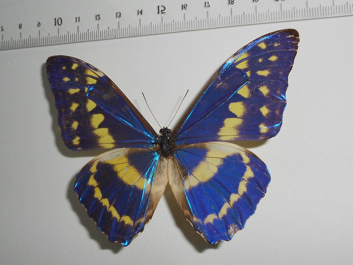 海外の蝶標本 キプリスモルフォ① オス Morpho cypris コロンビア産