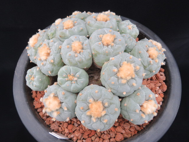 銀冠玉群生 サボテン 観葉植物 6.銀冠玉群生 サボテン カクタス 多肉植物 翠冠玉