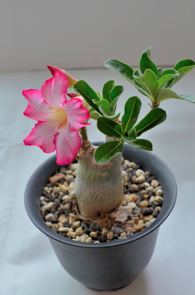 アデニウム・オベスム - | アデニウム オベスム Adenium 園芸ネット