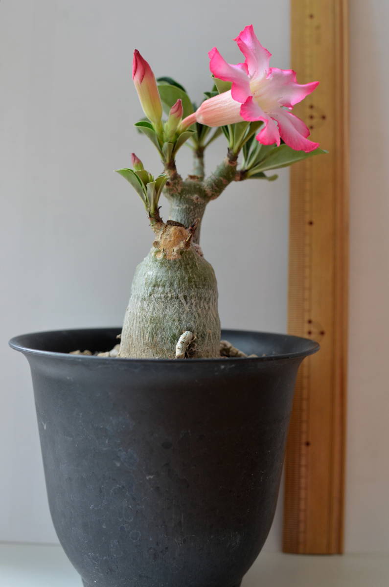アデニウム・オベスム - | アデニウム オベスム Adenium 園芸ネット