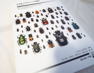 コガネムシのYahoo!オークション(旧ヤフオク!)の相場・価格を見る