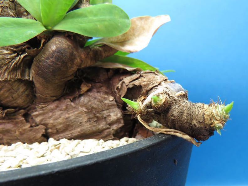 サボテン 多肉植物 139 Euphorbia itremensis ユーフォルビア