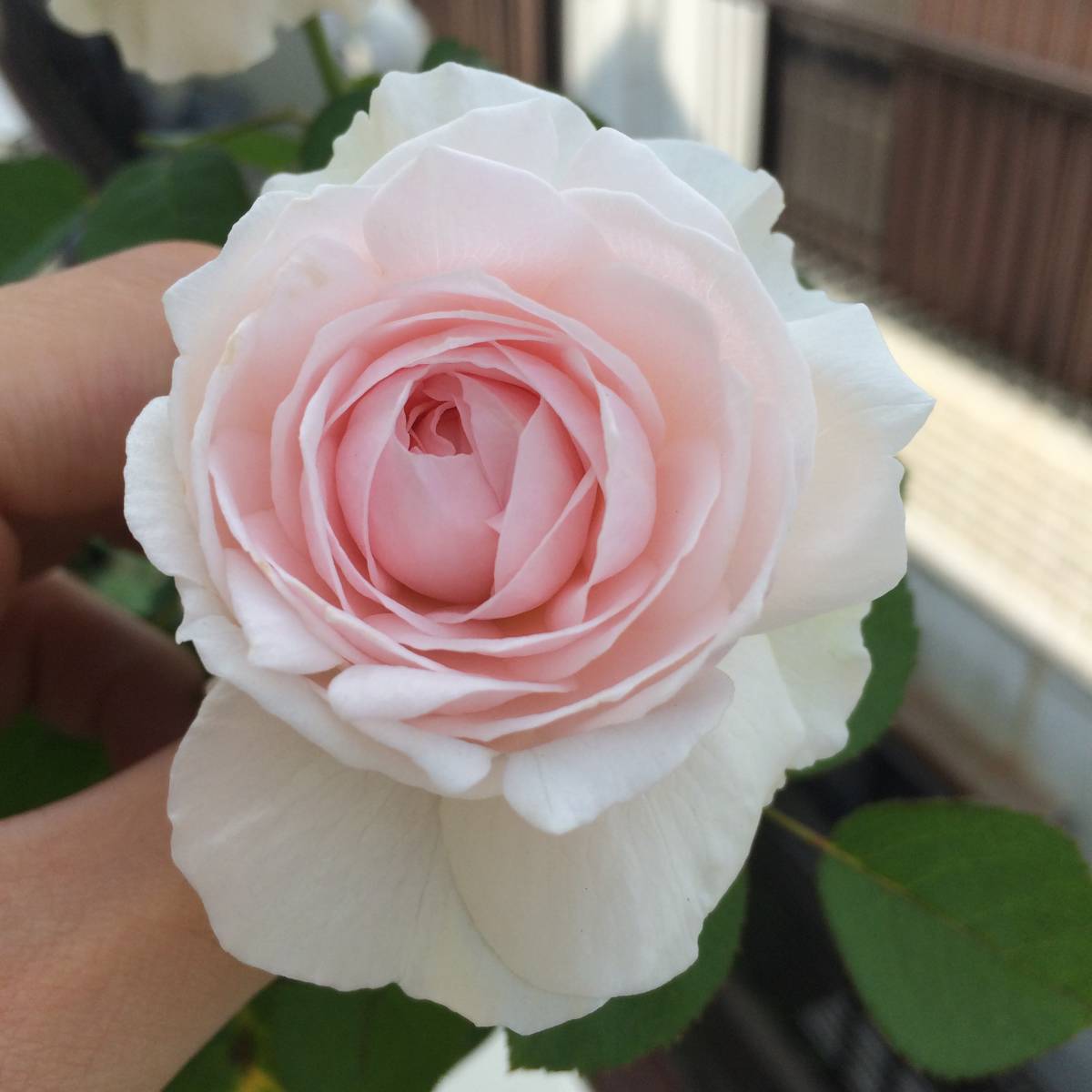 バラ苗 Er廃盤品種 エミリー ジェフハミルトン スイートイヴ 3苗セット 芳香種 おまけつき バラ 売買されたオークション情報 Yahooの商品情報をアーカイブ公開 オークファン Aucfan Com