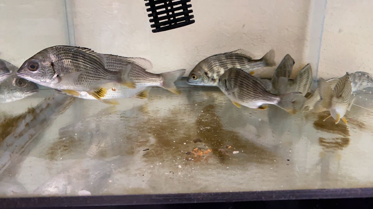 ラスト純淡水チヌ キビレ クロダイ 黒鯛12センチ前後一匹 スズキ 鱸 釣り チヌ 淡水魚 アロワナ ダトニオ 淡水エイのお供に 魚類 水生生物 売買されたオークション情報 Yahooの商品情報をアーカイブ公開 オークファン Aucfan Com