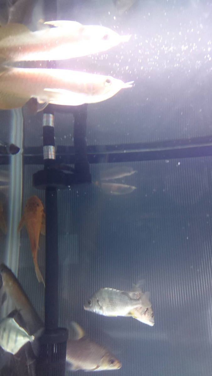 ラスト純淡水チヌ キビレ クロダイ 黒鯛12センチ前後一匹 スズキ 鱸 釣り チヌ 淡水魚 アロワナ ダトニオ 淡水エイのお供に 魚類 水生生物 売買されたオークション情報 Yahooの商品情報をアーカイブ公開 オークファン Aucfan Com