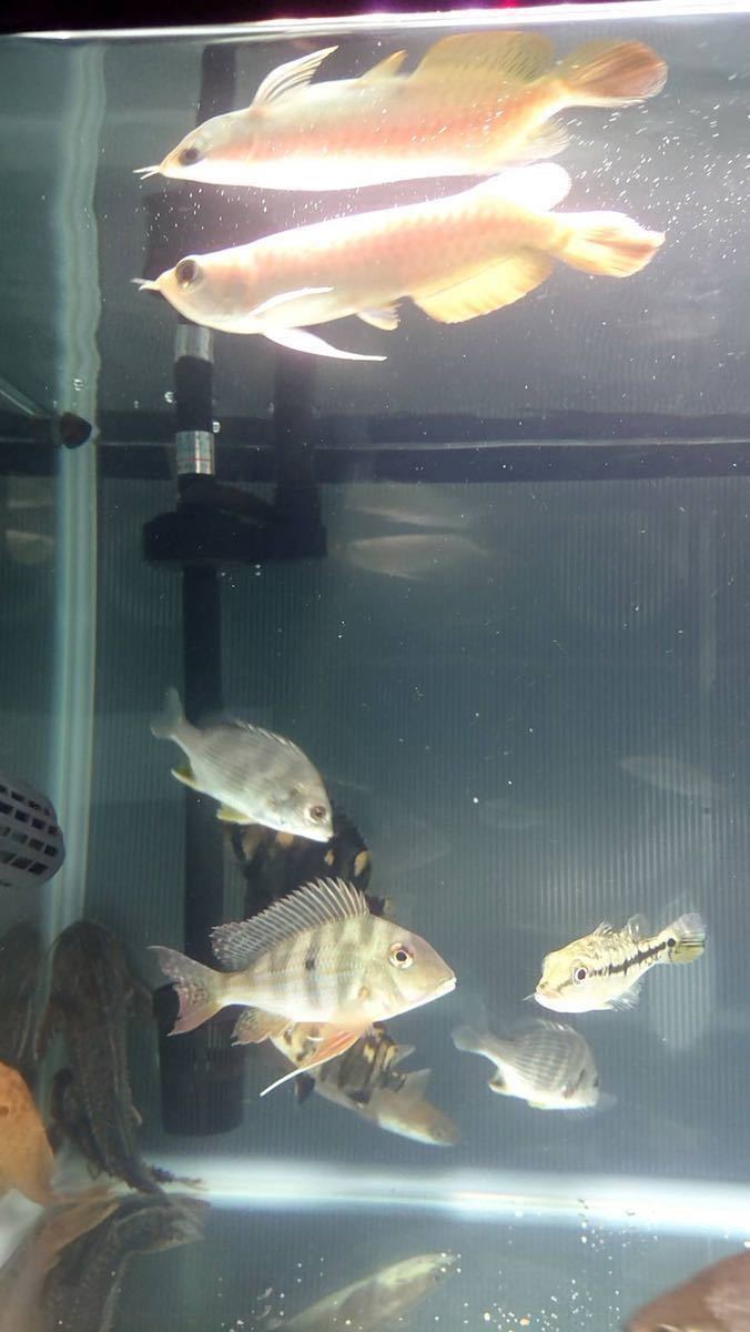 ラスト純淡水チヌ キビレ クロダイ 黒鯛12センチ前後一匹 スズキ 鱸 釣り チヌ 淡水魚 アロワナ ダトニオ 淡水エイのお供に 魚類 水生生物 売買されたオークション情報 Yahooの商品情報をアーカイブ公開 オークファン Aucfan Com