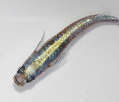 ☆極上 カブキメダカ 稚魚 20匹 ☆