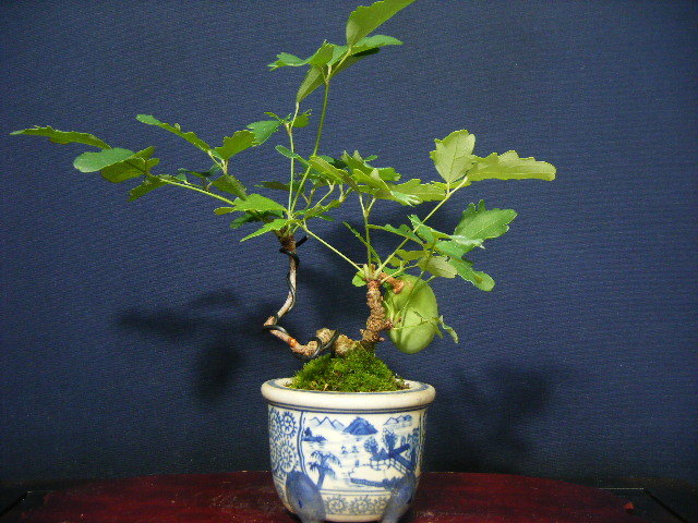 三つ葉アケビ 盆栽 アケビ（木通）：三つ葉アケビ | nae-ya｜herbal 三