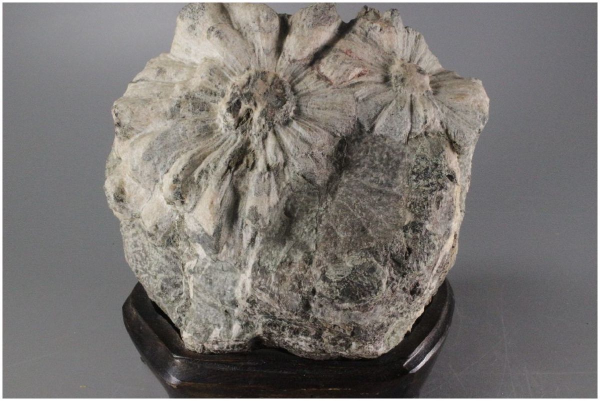 菊花石 岐阜県根尾谷産 - (木製台座付き) Stone (岩石、鉱物) 「菊花石 