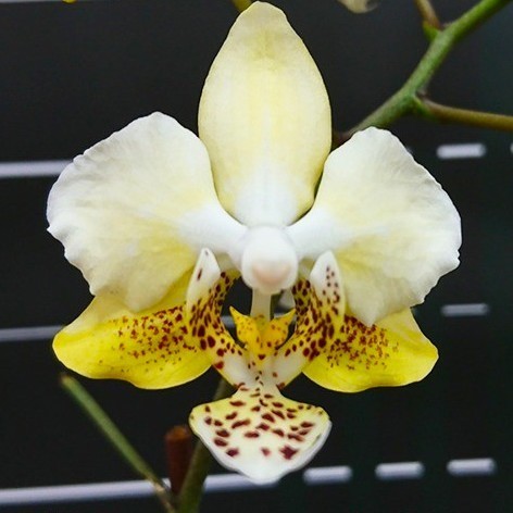 洋ラン - leucochilum : | パフィオ sib. x T♪洋蘭 Paphiopedilum