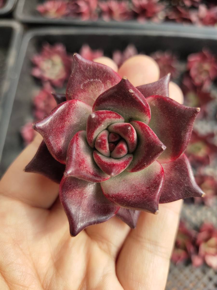 人気定番，人気 韓国多肉植物 韓国苗 エケベリア Echeveria 540 Robin 30個 韓国発送(サボテン)｜売買されたオークション情報、yahooの商品情報をアーカイブ公開 - オークファン サボテン