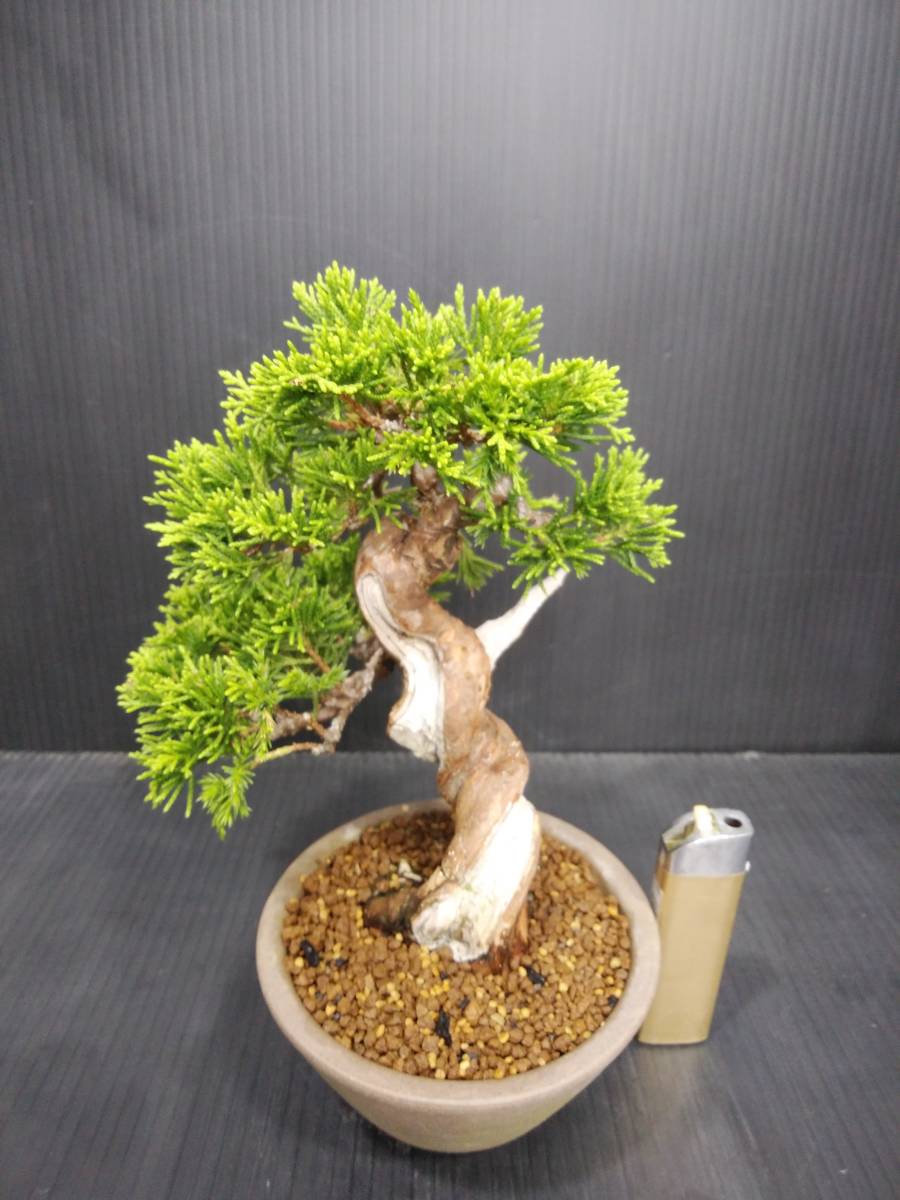 糸魚川真柏 小品盆栽 樹高15cm 糸魚川真柏》真柏盆栽 天ジン