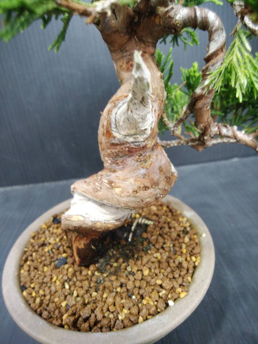 糸魚川真柏 小品盆栽 樹高15cm 糸魚川真柏》真柏盆栽 天ジン