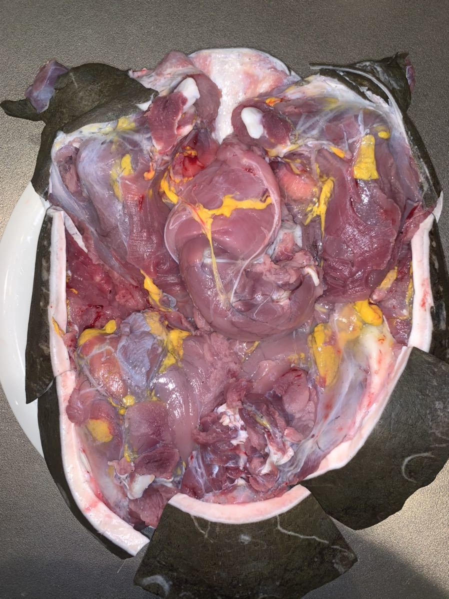 人気，送料無料 高知県産 天然スッポン 2.8kg ♂内臓付き 真空冷凍 52(魚介類)｜売買されたオークション情報、yahooの商品情報をアーカイブ公開 - オークファン その他