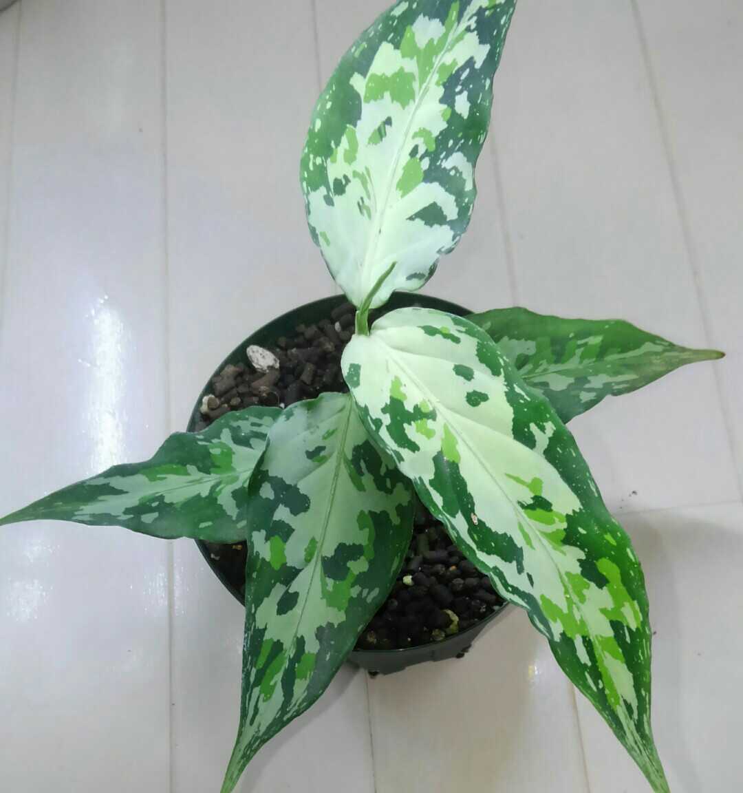 TZ便アグラオネマ ピクタム Aglaonemapictum Aceh Smatra【021019 b-4】